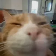 mognus