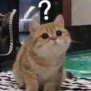 夜航猫