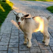 PhaeBin