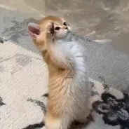 迪克,,,,,,,,,,,,,,
