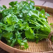cilantro